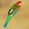Rainbow Eastern Rosella Bird paint by number