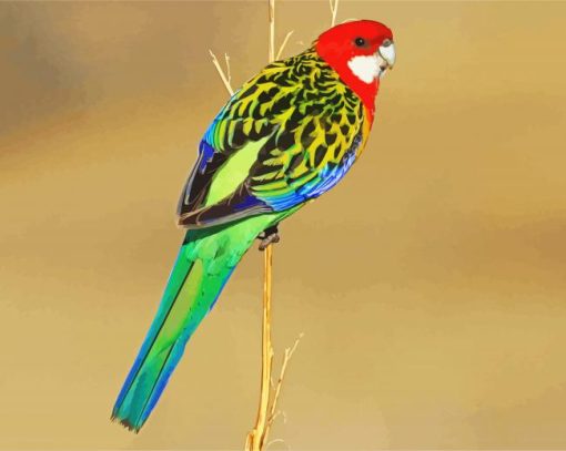 Rainbow Eastern Rosella Bird paint by number
