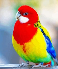 Rainbow Parakeet Bird paint by number