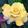 Raindrop Yellow Rose paint by numbers