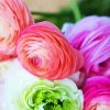 Ranunculus Roses paint by number