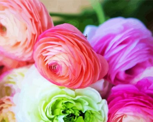 Ranunculus Roses paint by number