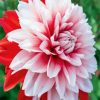 Red And White Dahlia paint by numbers