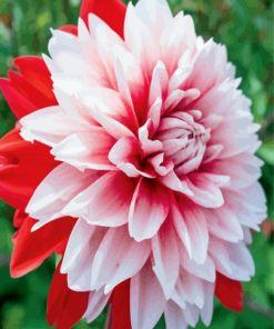 Red And White Dahlia paint by numbers
