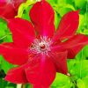 Red Clematis paint by number
