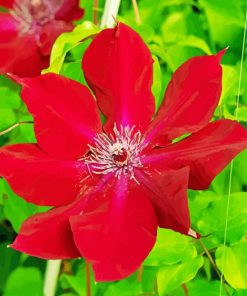 Red Clematis paint by number