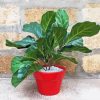Red Plant Pot Fiddle Leaf Fig paint by number