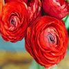 Red Ranunculus paint by number