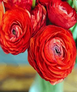 Red Ranunculus paint by number