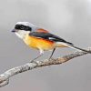 Red Backed Shrike Bird paint by numbers
