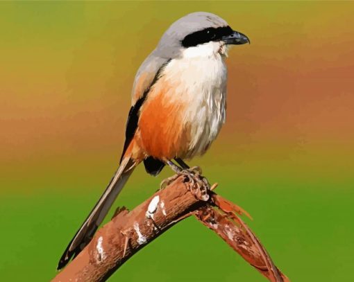 Red Backed Shrike paint by numbers