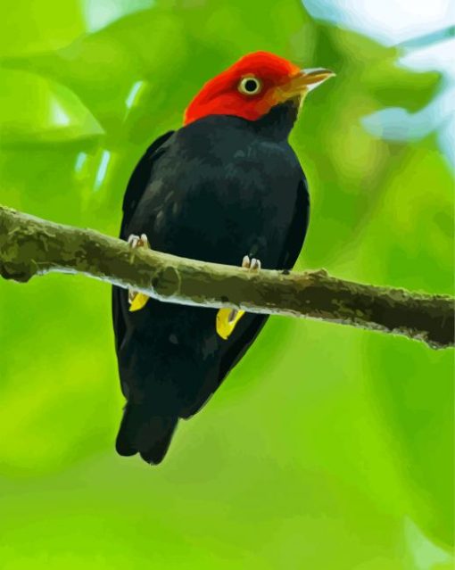 Red Capped Manakin Bird On Stick paint by numbers