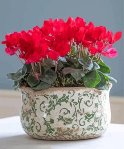 Red Cyclamen Vase paint by number