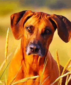 Rhodesian Ridgeback Face paint by number