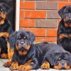 Rottweiler Family paint by numbers