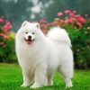 Samoyed Pet paint by numbers