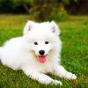 Samoyed Puppy paint by numbers