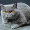 Scottish Fold Cat paint by numbers
