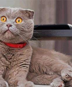 Scottish Fold Grey Cats paint by numbers