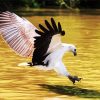Sea Eagle Bird Accipitriformes paint by numbers