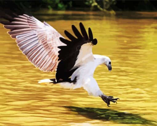 Sea Eagle Bird Accipitriformes paint by numbers