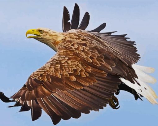 Sea Eagle Bird Flying paint by numbers