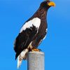 Sea Eagle paint by number