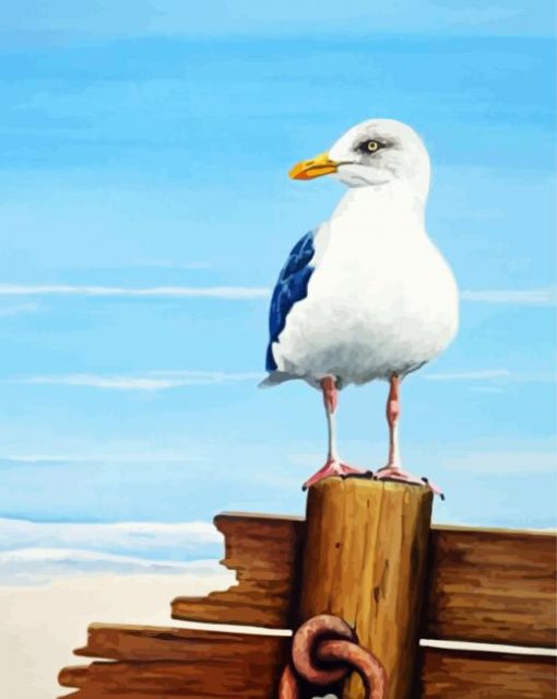 Seagull Bird paint by numbers
