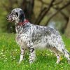 Setter Dog paint by numbers