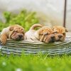 Shar Pei Puppies In Bssket paint by numbers