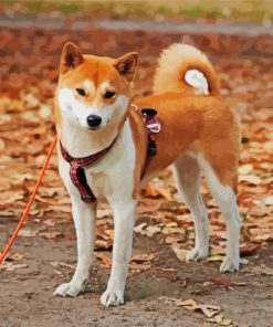 Shiba Inu Puppy Dog paint by numbers