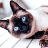 Siamese Cat Pet paint by numbers