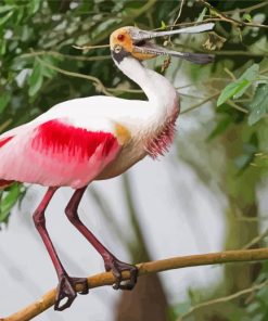 Spoonbill Bird paint by numbers