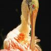 Spoonbill paint by number