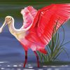 Spoonbill Pink Bird paint by number