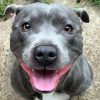 Staffordshire Bull Terrier Smiling paint by number