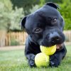 Staffordshire Bull Terrier With Tennis Balls paint by number