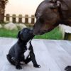 Starffordshire Bull Terrier Dog And Puppy paint by number