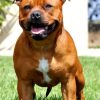 Staffordshire Bull Terrier paint by number
