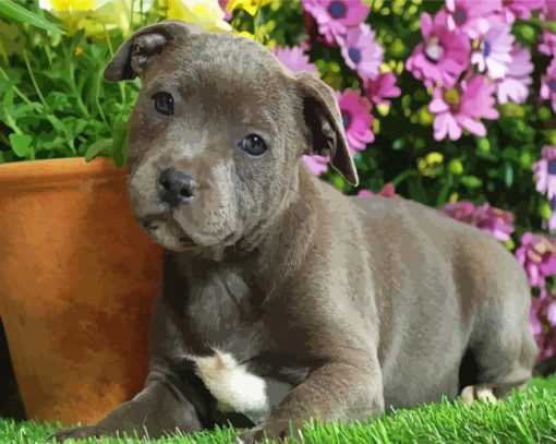 Staffy Puppy paint by number