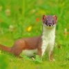 Stoat Animal paint by number