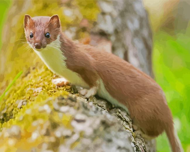 Stoat paint by numbers