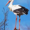 Stork Bird paint by number