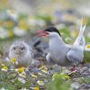 Tern Bird Animal paint by number