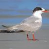 Tern paint by number