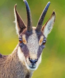 The Chamois Animal paint by number