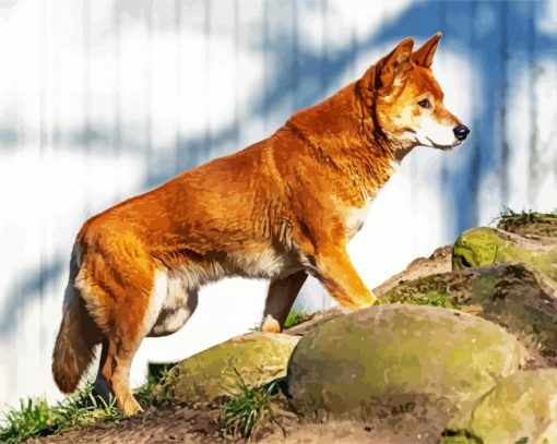 The Dingo Dog paint by number