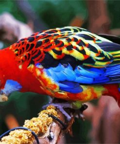 The Eastern Rosella Bird paint by number