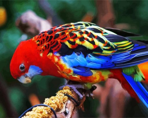 The Eastern Rosella Bird paint by number