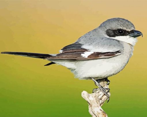The Great Grey Shrike Bird paint by numbers